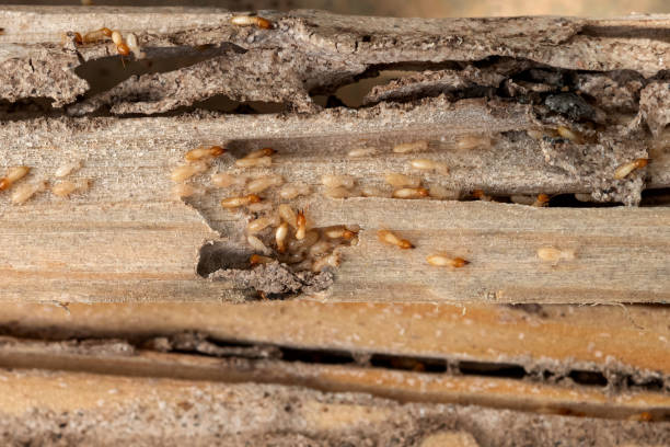 Best Exterminator Services  in Lake Mawk, OH