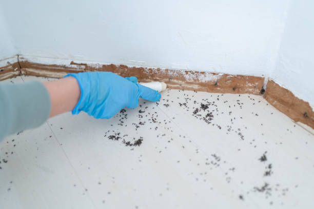 Best Local Pest Control Services  in Lake Mawk, OH